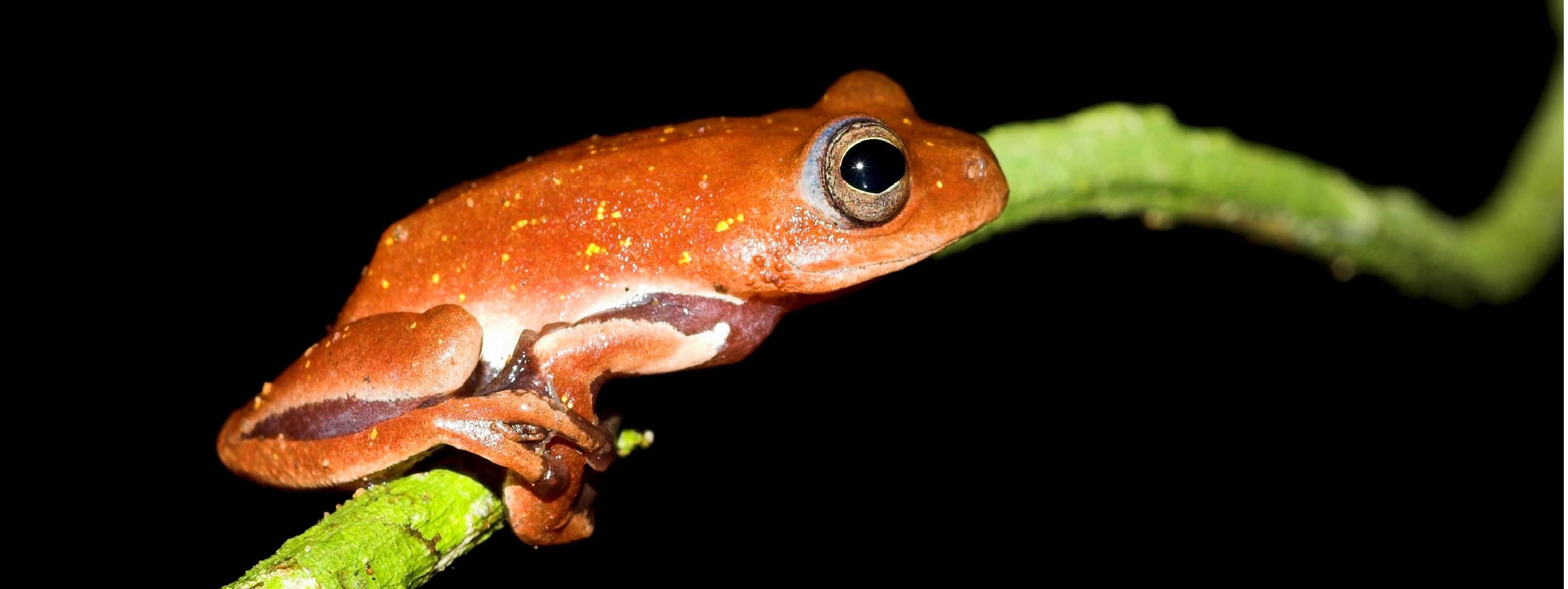 Volunteer with the ASG and help support global amphibian conservation!