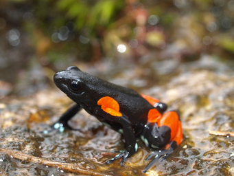 Action Plan for the Conservation of Mantella cowanii launched in Antananarivo, Madagascar