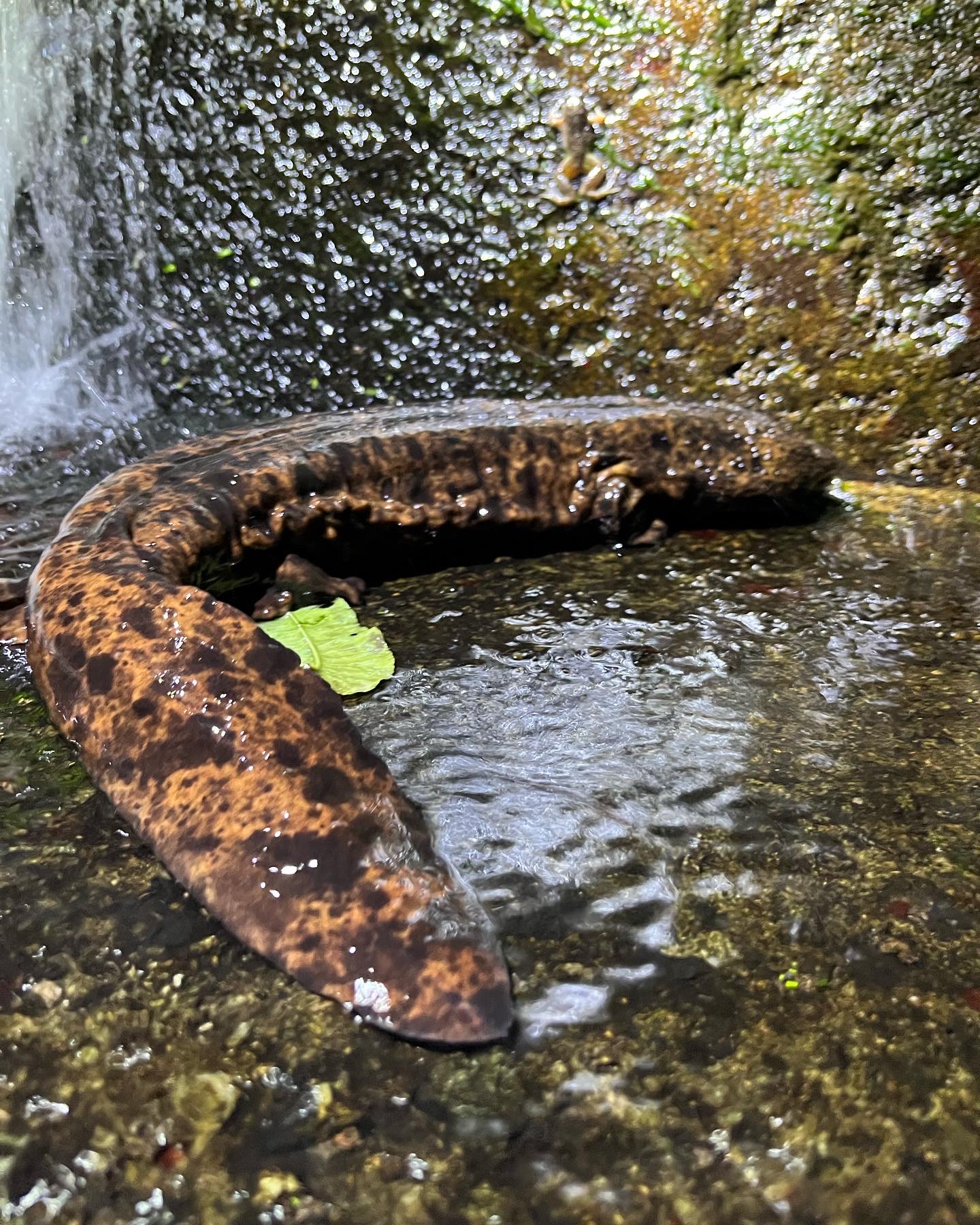 A New Approach for Japanese Giant Salamander Conservation
