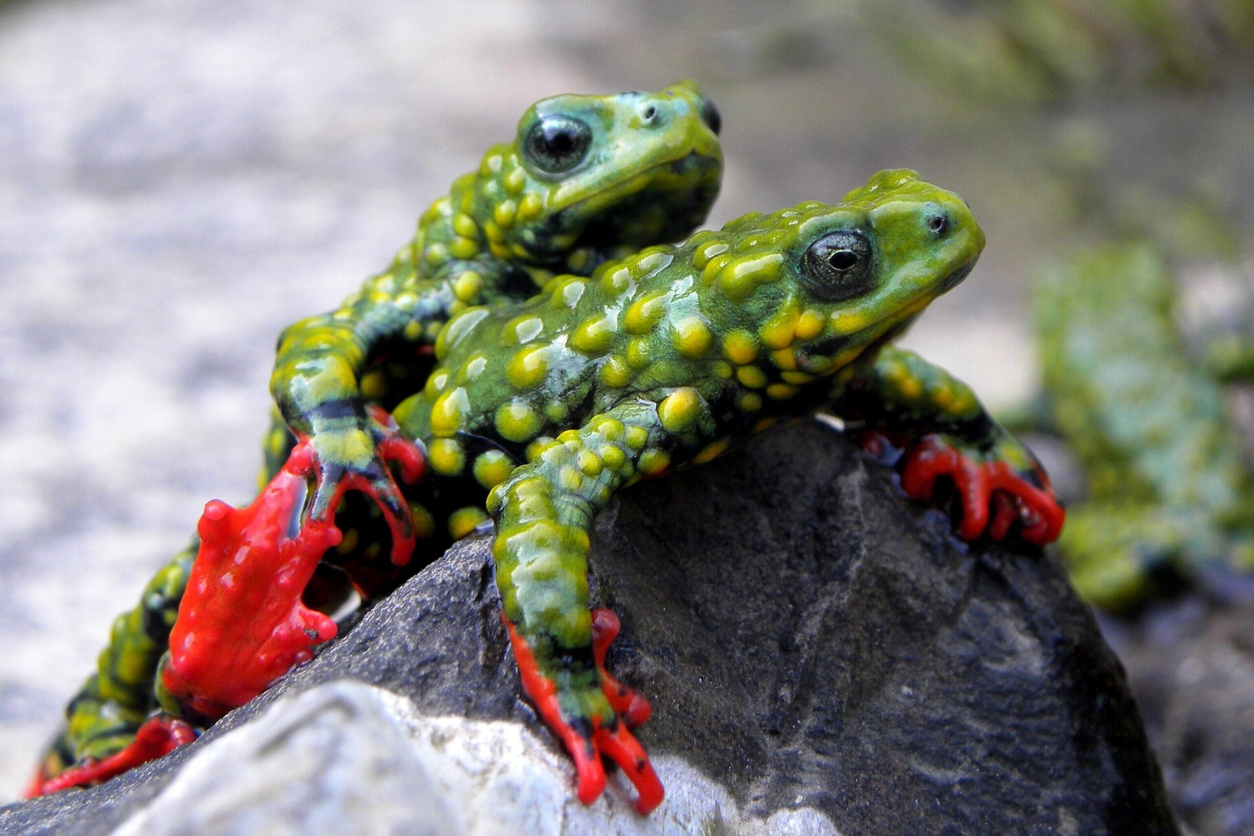 https://www.iucn-amphibians.org/wp-content/uploads/sites/4/2025/11/Melanophryniscus_admirabilis_Michelle_Abadie-edited-1-scaled.jpg