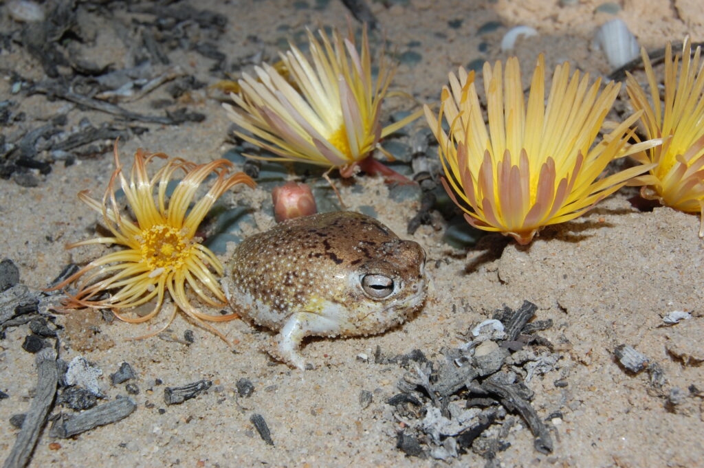 Updated IUCN Red List assessments improve amphibian conservation knowledge across key regions